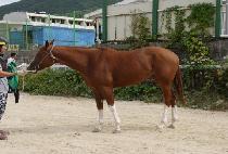 ����Ʈ�轺 (PERFECT SOCKS) ����