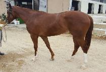 ����ŷ�� (TWO TWO KINGDOM) ����