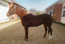 ���� (BAK HA) ����