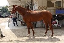 �ݾ������� (GEUMA FORTE) ����