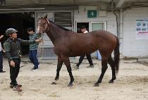 ������� (RUN AWAY) ����