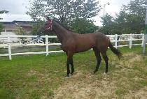 ���ູ�� (CHAM HAENGBOKAN) ����