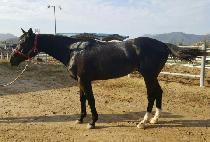 �帲���� (DREAM JILJU) ����