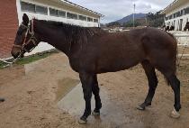 �ӽ�Ʈ���̵� (MUST LADY) ����