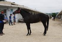 ����ť¯ (I Q JJANG) ����