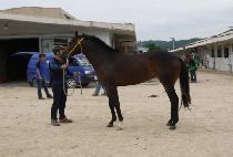 FANTASTIC QUEEN picture