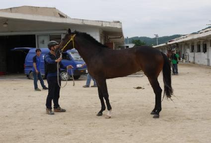 ��Ÿ��ƽ�� ����