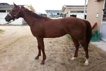 ������� (DONGBANG DAEHAE) ����