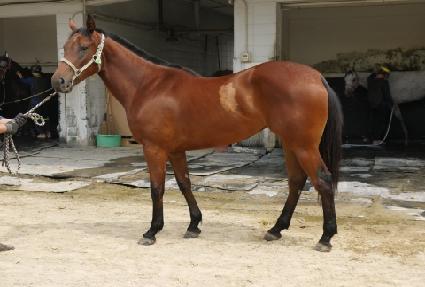 ������� ����