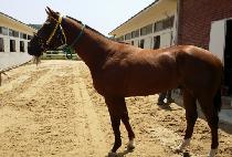 DANGDAE ALPHA picture