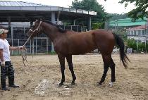 ���̸չ̻��� (SIMON MISSILE) ����