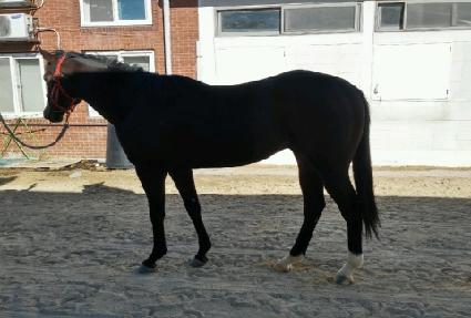 ������ ����