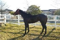 ������� (WORLD MONSTER) ����