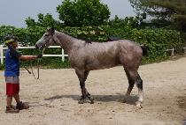 �ް�è�� (MEGA CHAMP) ����