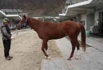 ���ȭ��Ʈ (GOLD WHITE) ����