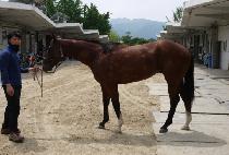 ���ǻ�� (OPI SAMBAEK) ����