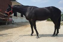 ������ (BINNAYO) ����