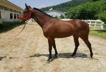 �Ŷ������� (SILLAUI TONGIL) ����