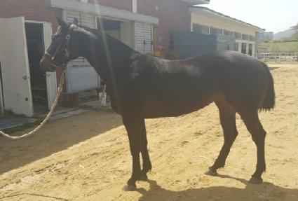 ����� ����