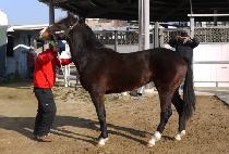 Ǫ������ (PUREUN GARAM) ����