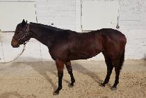 �������� (GANGNAM BULPAE) ����