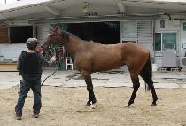 ���Ǽ���� (OFFICER WOMAN) ����