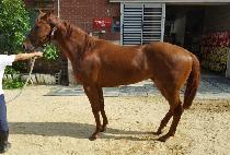 �̽��Ϳ�� (MR. YONGYONG) ����