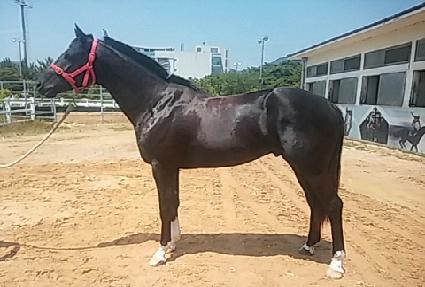 ������ ����