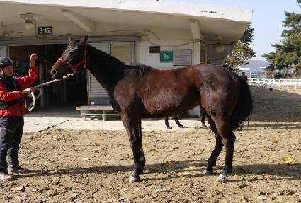 ����� ����