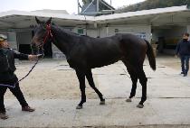 ũ����Ż���� (CRYSTALGACHI) ����