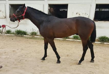 ������� ����