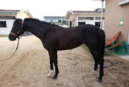 �����Ʈ��Ÿ ����