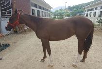 �ػ罺���� (TEXAS V) ����