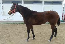 �ְ��ǳ� (CHOEGOUI NAL) ����