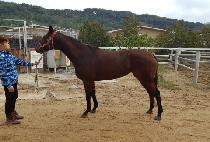 ��ݻ�� (GIPPEUM SARANG) ����