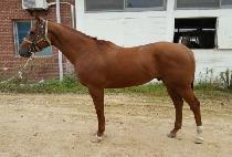 ����Ŭ (SPARKLE) ����