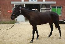 �絵���ǹݼ� (JAEDOYAKUI BANSEOK) ����