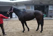 ����Ʈ���̵� (BEST MAID) ����