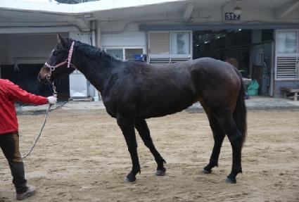 ����Ʈ���̵� ����