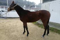 ���丮�ε� (VICTORY ROAD) ����