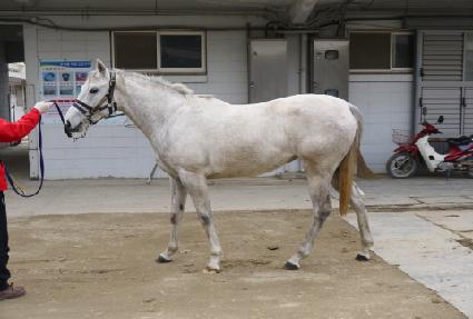 ����ƮƮ���� ����