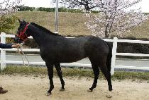 ��õ�� (UICHEONGEOM) ����