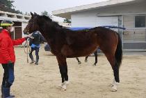 ��������Ÿ (SPRING STAR) ����