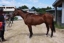 ������ (YOUNG STORM) ����