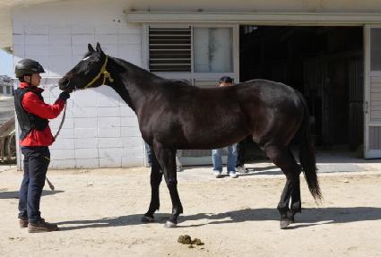 �����轺 ����