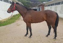 �۽�Ʈ��ȭ (FIRST SHINHWA) ����