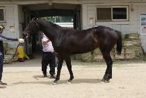 SCARLET WITCH picture