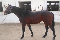 ���������� (STORM CAPER) ����