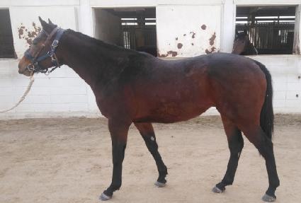 ���������� ����