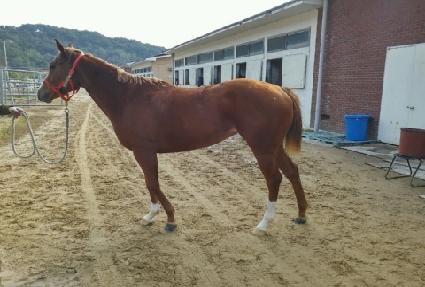 �㸮���ε帲 ����